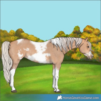 Horse Color:Silver Bay Dun Sabino Tobiano Frame Rabicano 