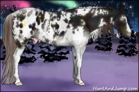 Horse Color:White Spotted Midnight Liver Chestnut Near Leopard 
