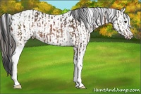 Horse Color:White Spotted Brown Rabicano  and White Spotted Liver Chestnut Appaloosa 