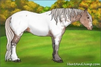 Horse Color:White Spotted Silver Brown Appaloosa 