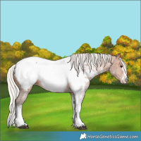 Horse Color:White Spotted Silver Brown Appaloosa 