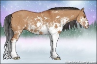 Horse Color:Bay Dun Sabino Rabicano Brindle 