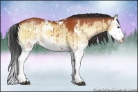 Horse Color:Brown Onyx Sabino Splash Rabicano