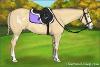 Horse Color:White Spotted Gold Cream Champagne Sabino Splash Rabicano