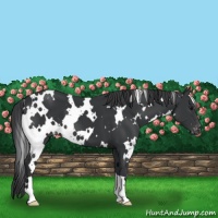 Horse Color:White Spotted Black Varnish 