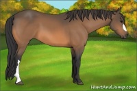 Horse Color:Buckskin 
