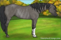 Horse Color:Grullo Rabicano 