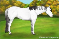 Horse Color:Liver Chestnut Appaloosa