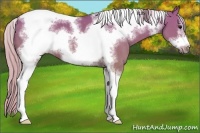 Horse Color:Silver Grullo Sabino Tobiano Frame 