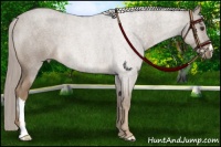 Horse Color:Chocolate Palomino Roan 