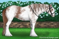 Horse Color:White Spotted Chestnut 