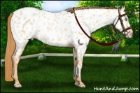 Horse Color:Gold Champagne Dun Near Leopard 