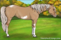 Horse Color:Silver Bay Dun Sabino Tobiano Frame Rabicano 