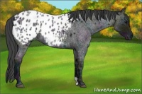 Horse Color:Midnight Blue Ice Roan Appaloosa 