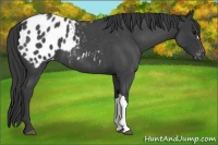 Horse Color:Blue Roan Appaloosa