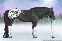 Horse Color:Black Appaloosa