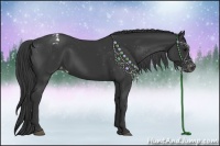 Horse Color:Black Appaloosa