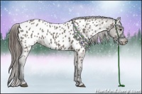 Horse Color:Grullo Appaloosa 