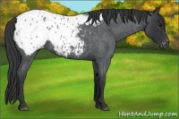 Horse Color:Blue Roan Appaloosa 