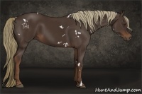 Horse Color:White Spotted Liver Chestnut Rabicano 