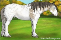 Horse Color:Buckskin Roan Sabino Splash Appaloosa 