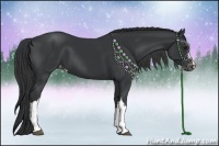 Horse Color:Black Appaloosa 