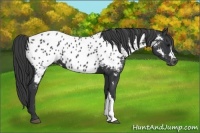 Horse Color:Black Appaloosa
