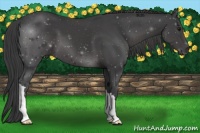 Horse Color:Smoky Black