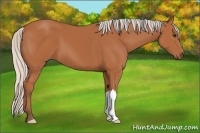 Horse Color:Silver Bay 