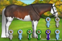 Horse Color:Brown Splash 