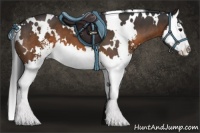 Horse Color:White Spotted Brown Sabino Splash 
