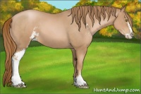 Horse Color:Chestnut Pearl Sabino 