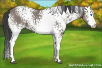 Horse Color:White Spotted Smoky Grullo Splash 