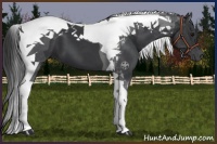 Horse Color:Black Tobiano 