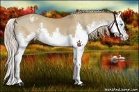 Horse Color:Red Dun Splash Appaloosa 