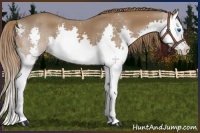 Horse Color:Chestnut Splash 