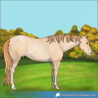 Horse Color:Buckskin Pearl 