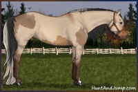 Horse Color:Bay Dun  and Silver Bay Dun 