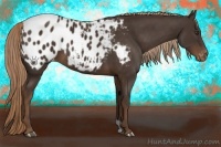 Horse Color:Liver Chestnut Appaloosa