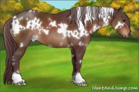 Horse Color:White Spotted Chocolate Brown