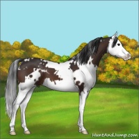 Horse Color:White Spotted Brown Splash 