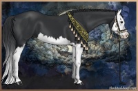 Horse Color:Black Splash 