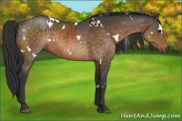 Horse Color:White Spotted Buckskin Rabicano 