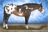Horse Color:White Spotted Buckskin Sabino Splash Blanket