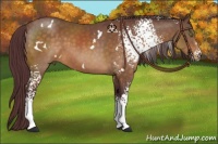 Horse Color:White Spotted Chocolate Buckskin Rabicano 