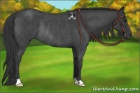 Horse Color:Blue Roan Rabicano