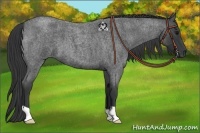 Horse Color:Blue Roan 