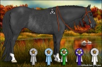 Horse Color:Black Rabicano