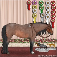 Horse Color:Bay Roan 
