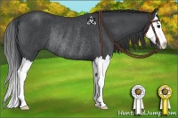 Horse Color:Blue Roan Splash Rabicano